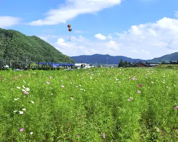 하동 북천 코스모스 메밀꽃 축제_6