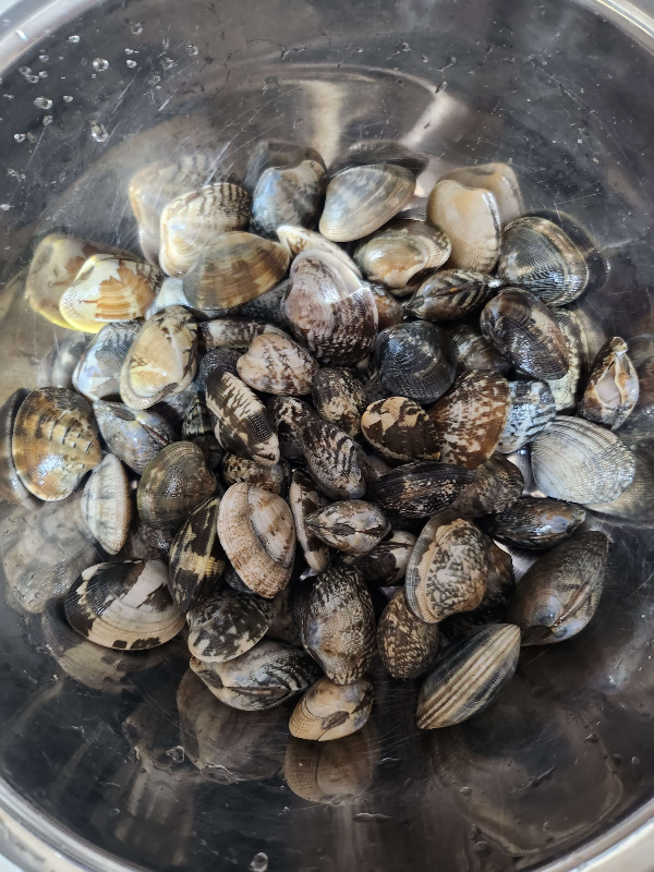 바지락효능효과