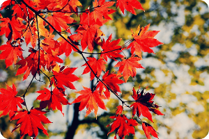 화담숲 홈페이지 예매방법 입장료 할인정보까지 한번에