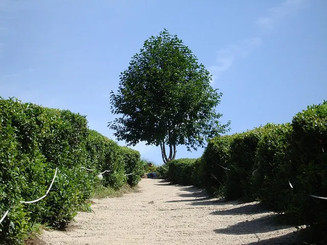 보성 녹차밭 대한다원 입장료 주차 코스 정보 총정리_2