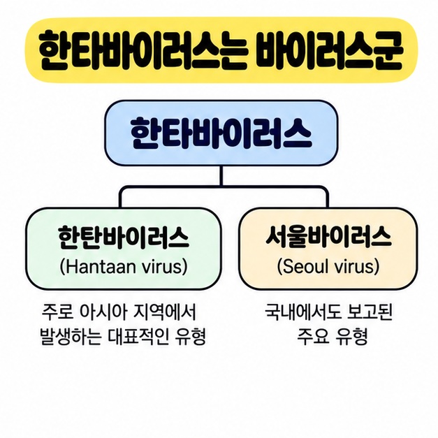 한타바이러스 아래에 한탄바이러스와 서울바이러스가 포함되는 관계를 보여주는 분류 카드