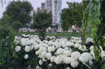 공주 수국축제 유구 색동 수국 정원_1