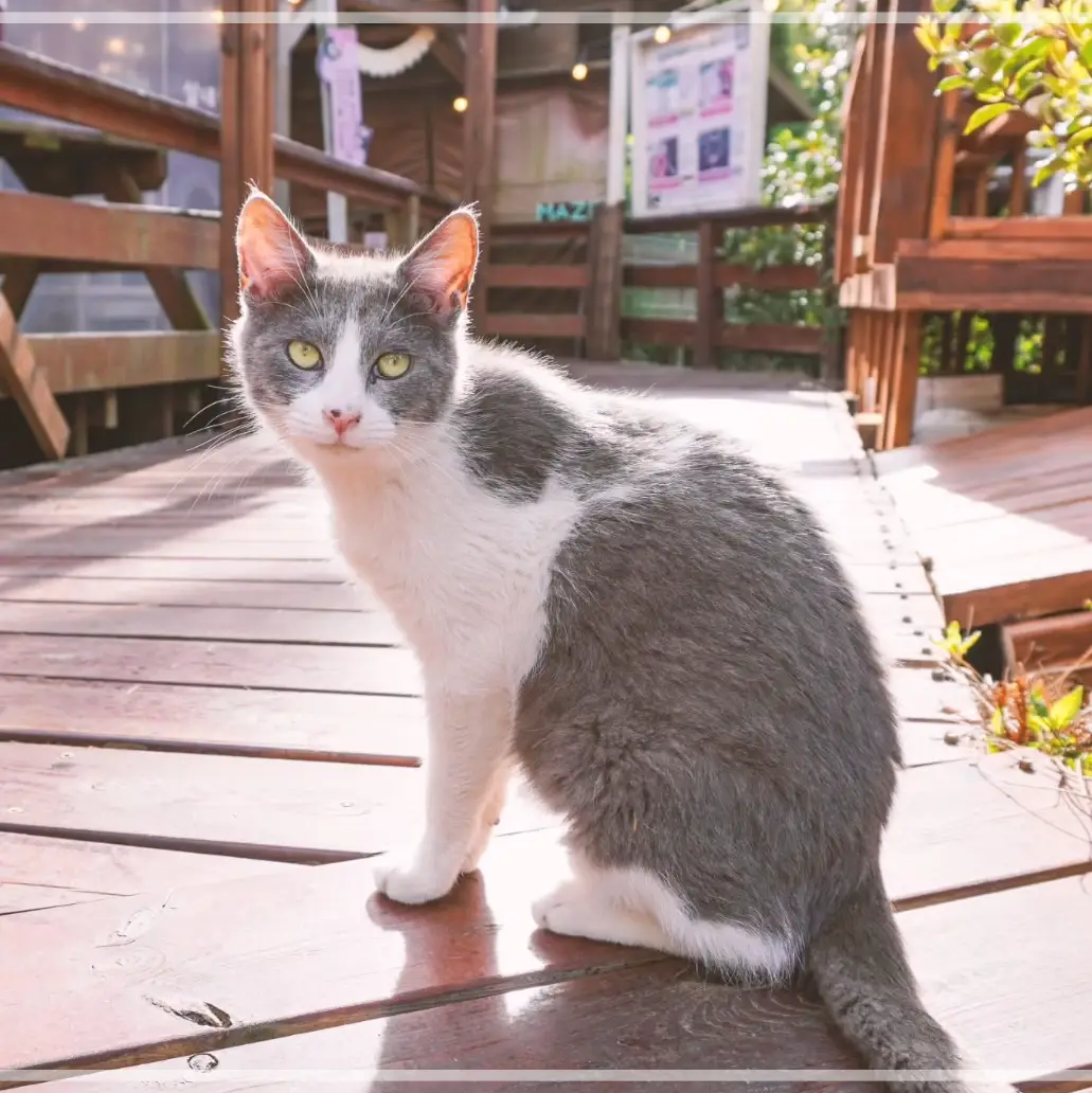 제주-김녕미로공원-입장료-운영-시간