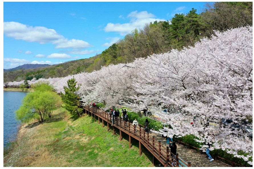 수원-광교마루길-벚꽃