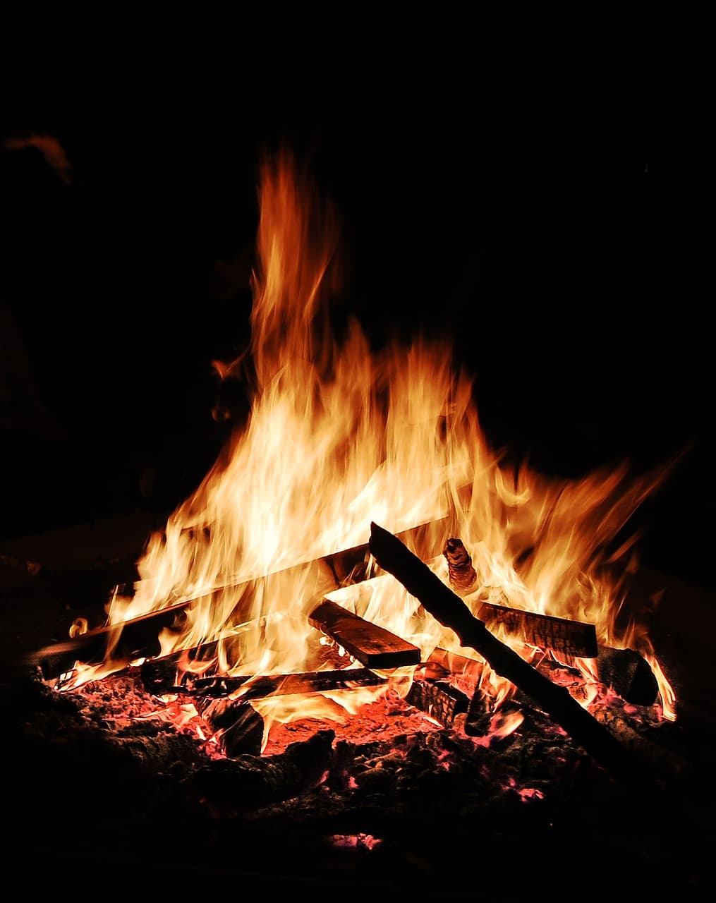 사막에서 살아남는 필수 식물: 선인장 활용법