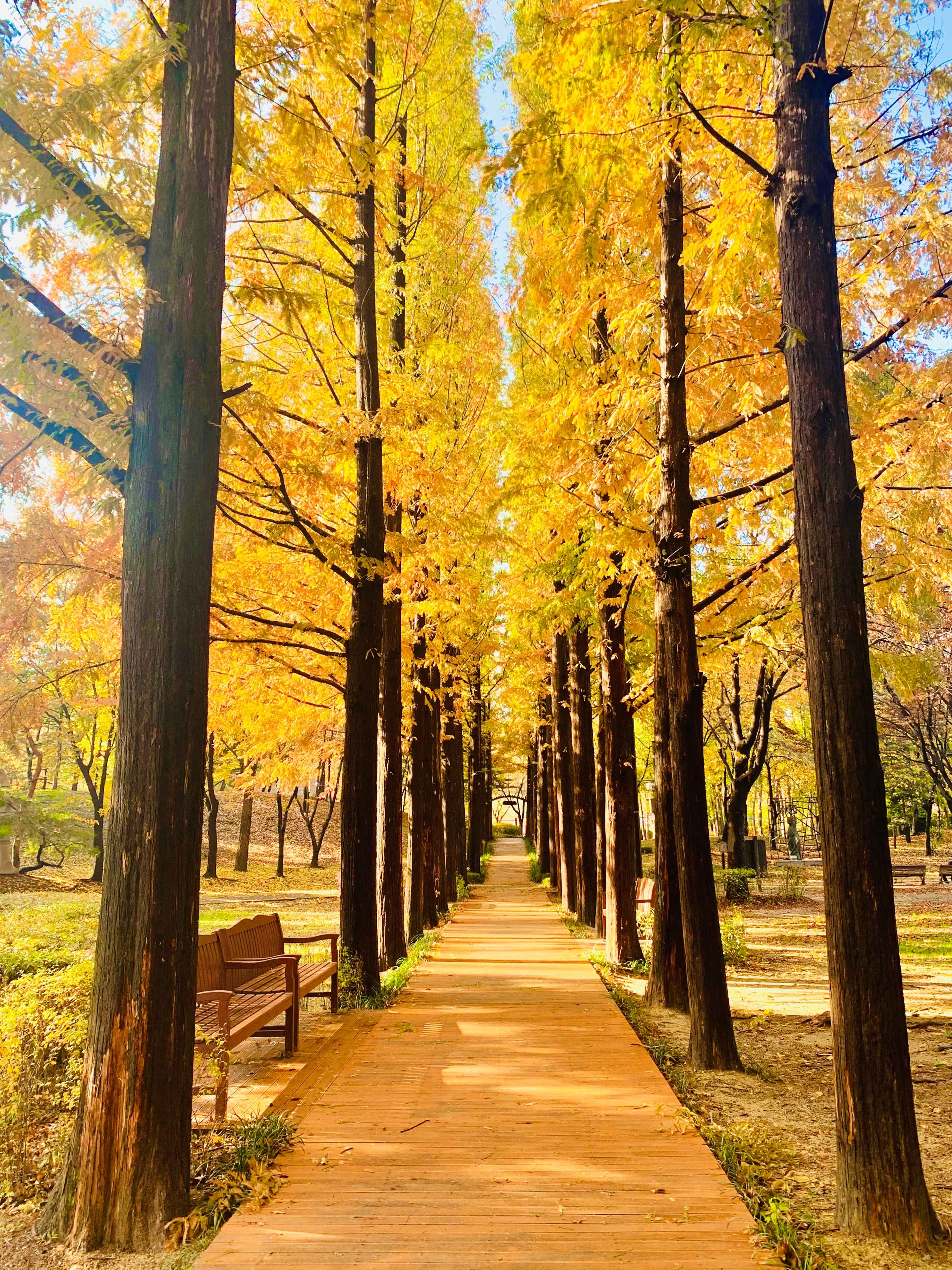 양재 시민의 숲