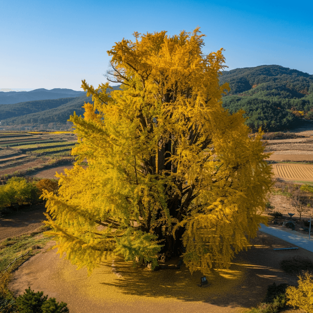 반계리 은행나무 CCTV3