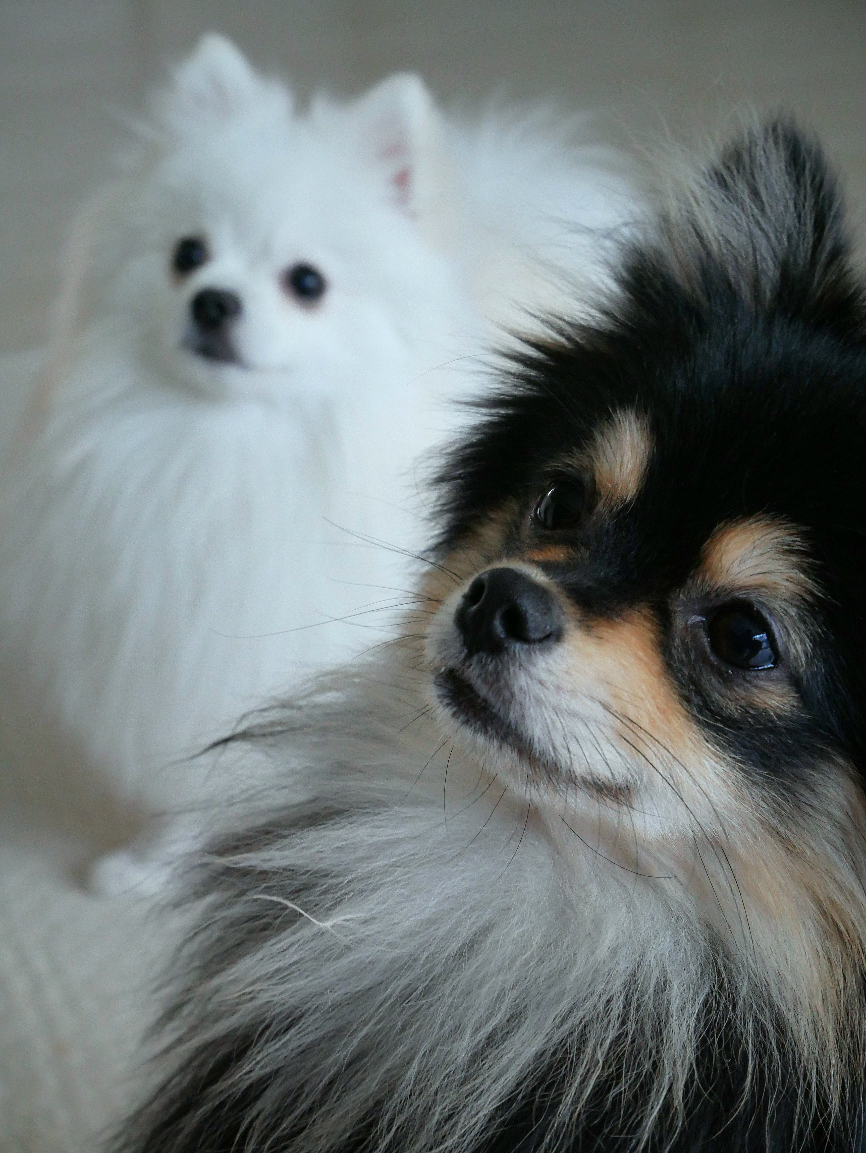 밥 기다리는 하콩&amp;달콩