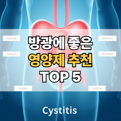 방광에-좋은-영양제-추천