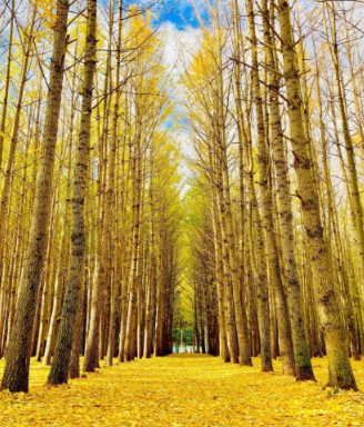 경주 도리마을 은행나무 숲 단풍, 방문 팁