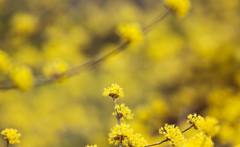 의성 산수유 축제