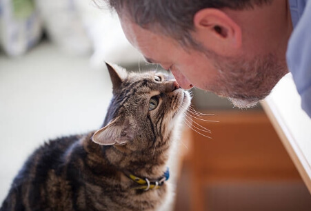 고양이와친해지는법