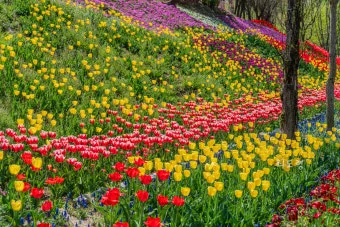 아파트 화단에 핀 5월의 꽃 송엽국 작약 금계국 털개구리미나리_6