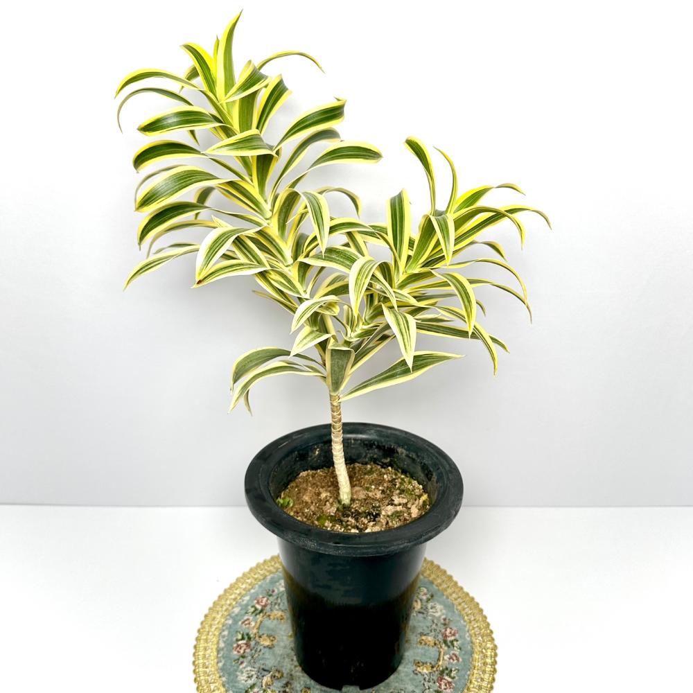 송오브인디아 키우기&amp;#44; 가지치기&amp;#44; 꽃말