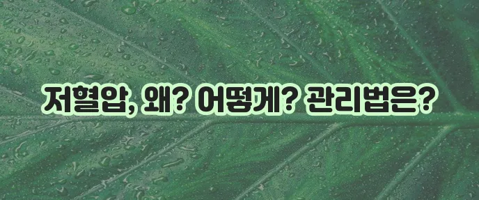 저혈압 이해 원인, 증상, 관리 방법