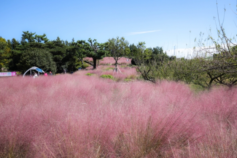 제주 휴애리 핑크뮬리 축제(구석구석 홈페이지)