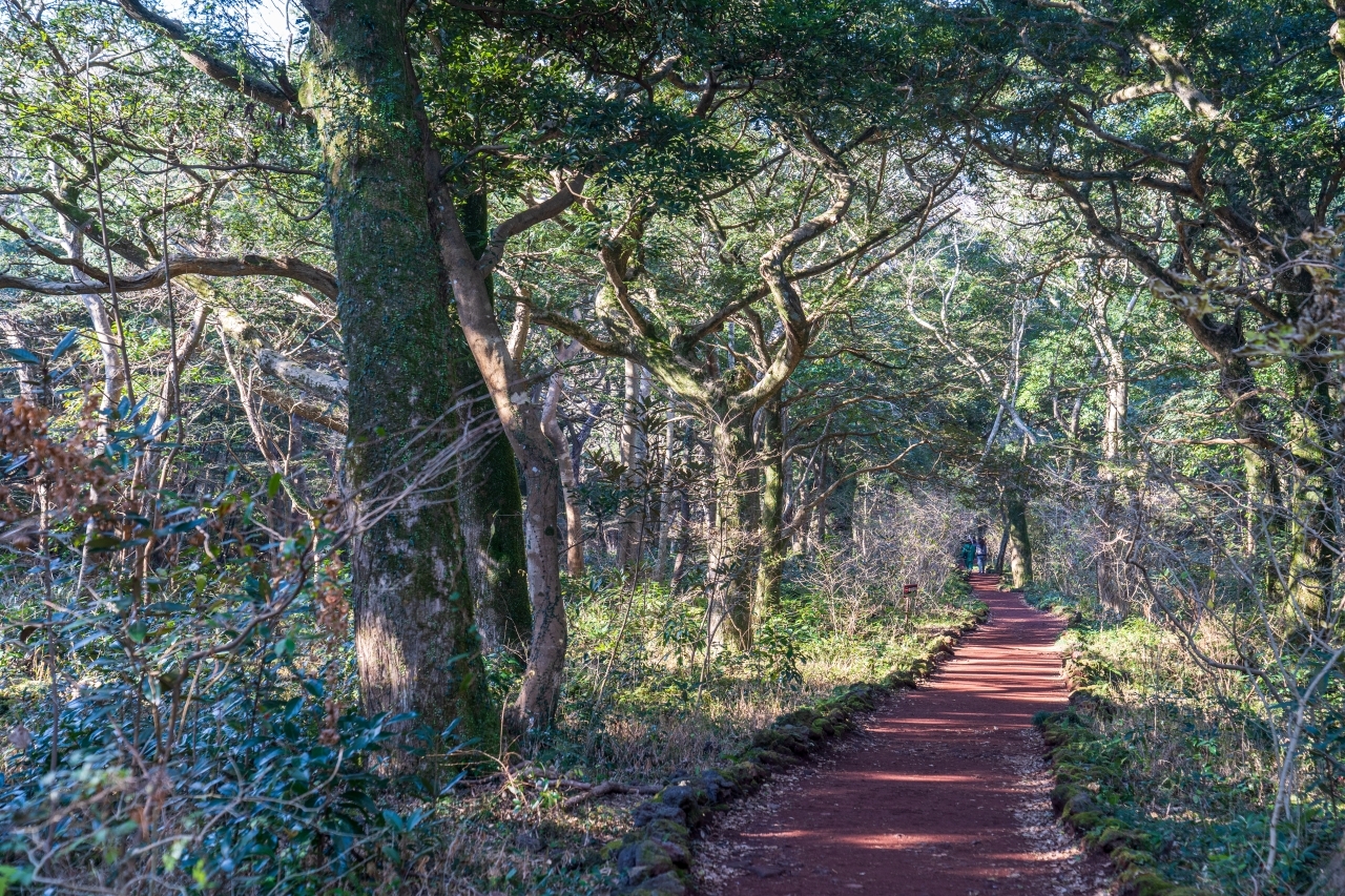 비자림의 아름다움, 2.7km 숲속 터널길을 걸어 보세요