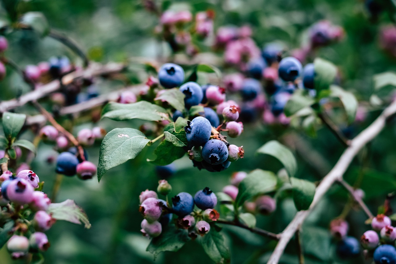 블루베리, blueberry