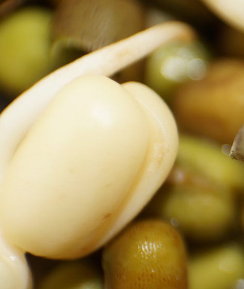 콩나물 효능 부작용 숙취 칼로리