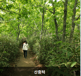 일림산 철쭉 축제 개화상황