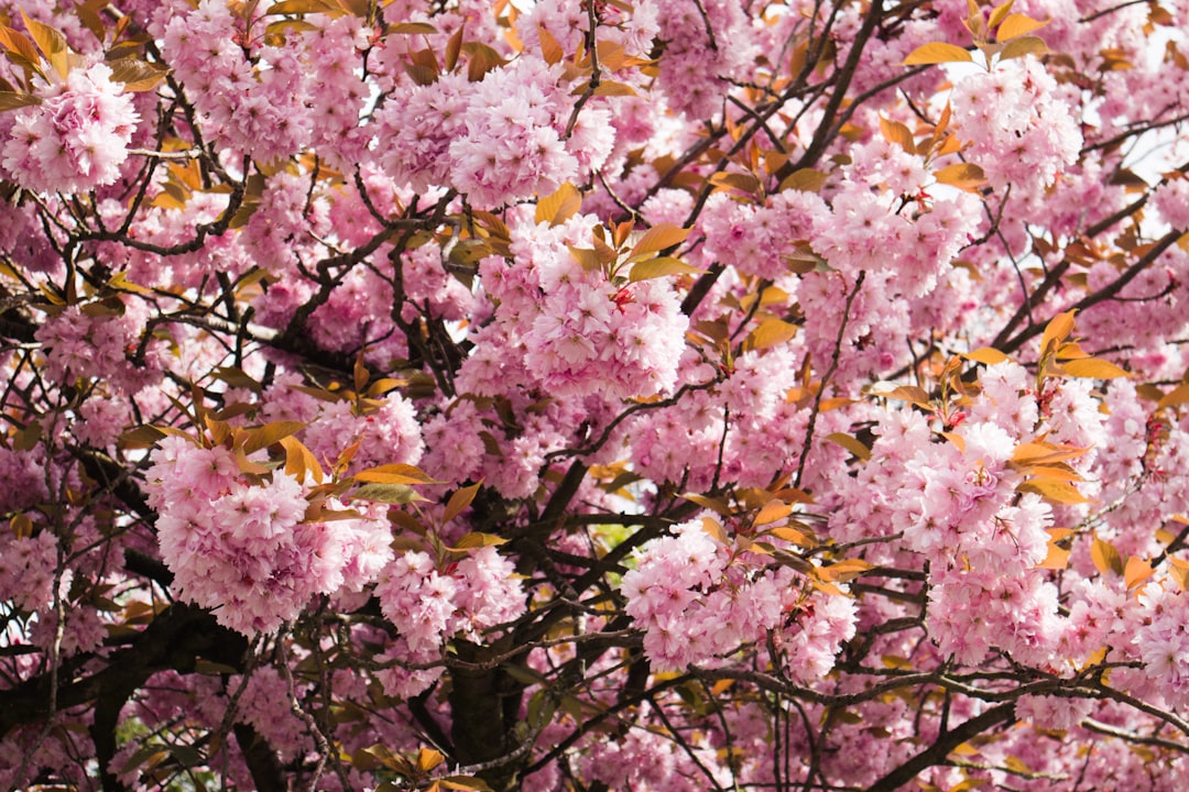 Blossoms