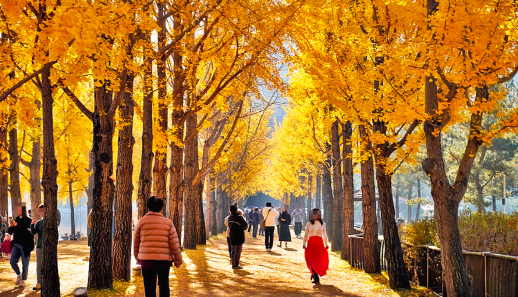 괴산 문광저수지 은행나무길