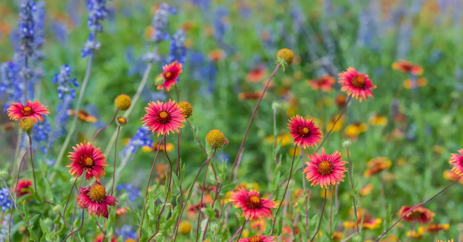 곰배령 입산 시간과 탐방 코스