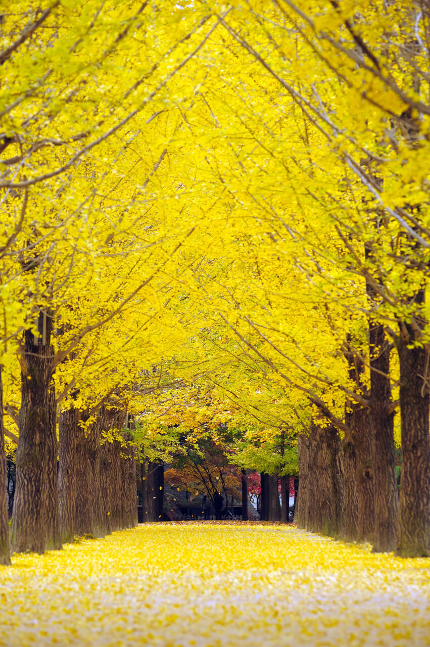 강원도 가을 단풍 여행 가이드 : 2025 남이섬 단풍 절정 시기 &amp; 추천 코스