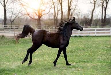 2026년 병오년 신년운세 무료로 보는법