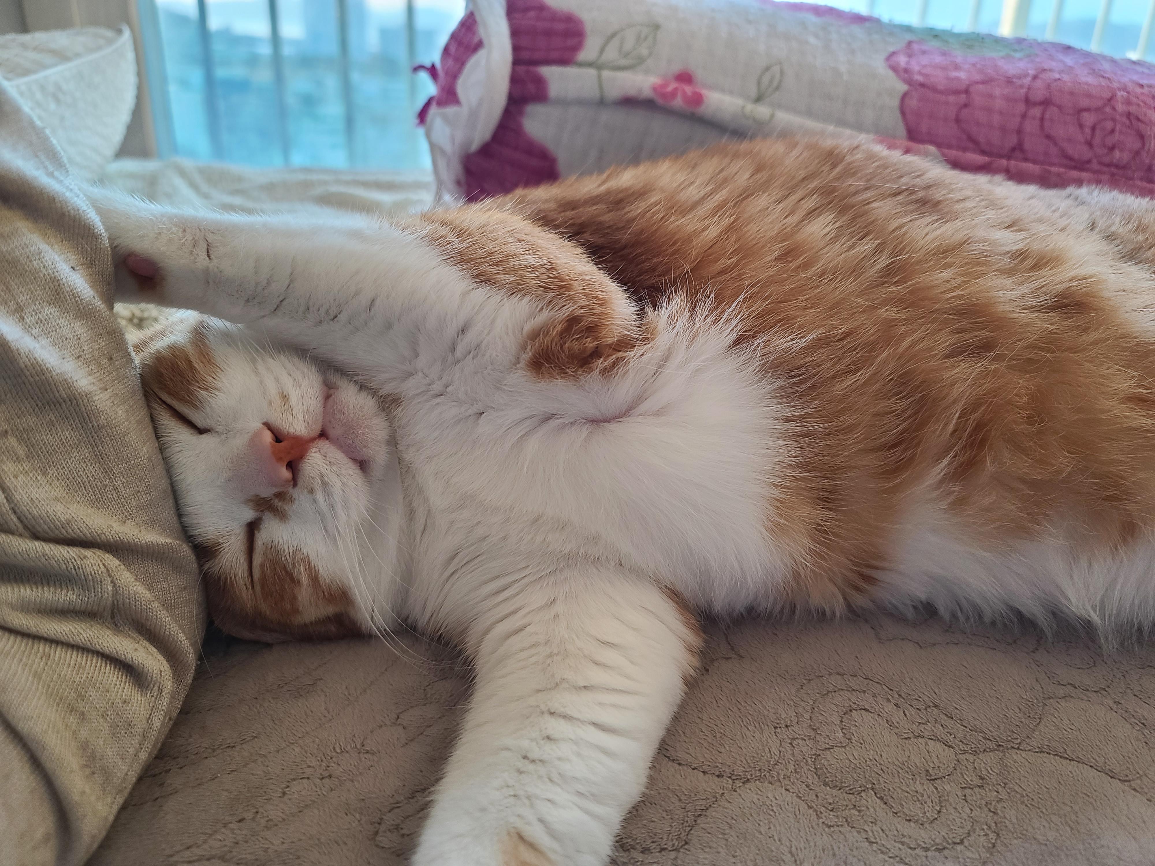 엄마껌딱지 호야가 화장실 사용후 달려오는 이유.