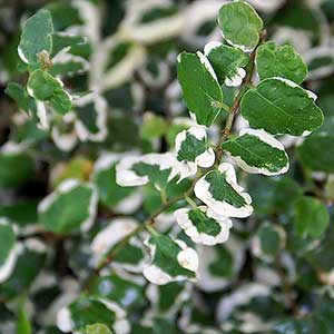 실내에서-키우기-쉬운-식물-푸밀라