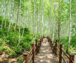 여름에 걷기 좋은 숲길 10