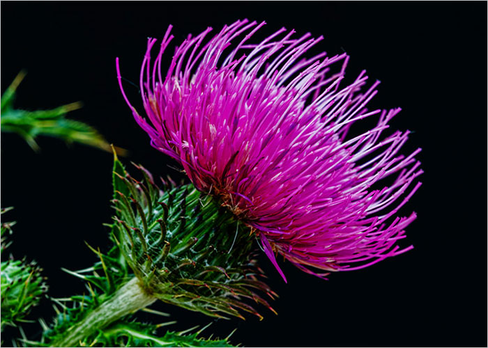 파란통 다이어트 맨올로지컷 프로 후기, 복용법