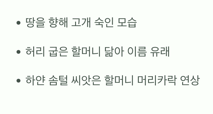 '할머니'를 닮은 슬픈 꽃