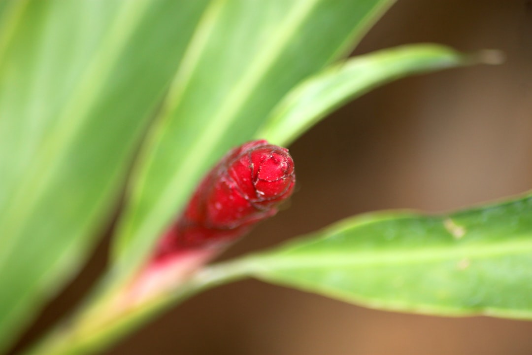 Emerging