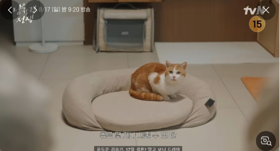 냥육권전쟁 관련 이미지