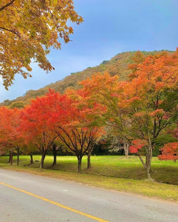 내장산 단풍시기