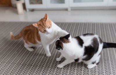 서로 장난치는 고양이