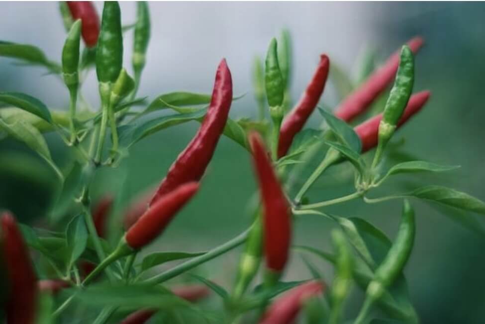 고추밭에 빨간고추와 초록고추가 많다