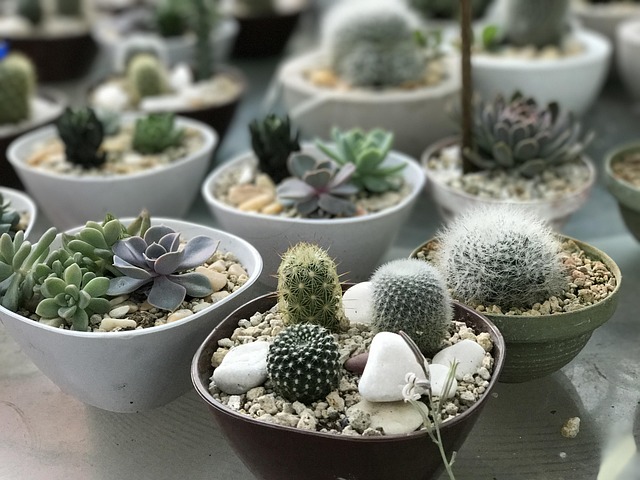 책상 화분 선인장 사진