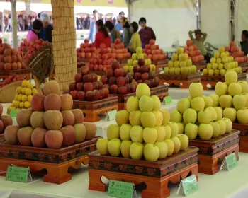 보은 대추축제_12