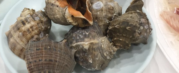 화성 피뿔고둥 양념코너 5호점&amp;#44; 궁평항 근처 회 맛집에서 만나는 제철 해산물