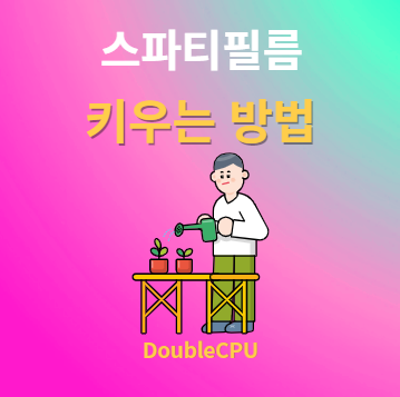 스파티필름 키우기