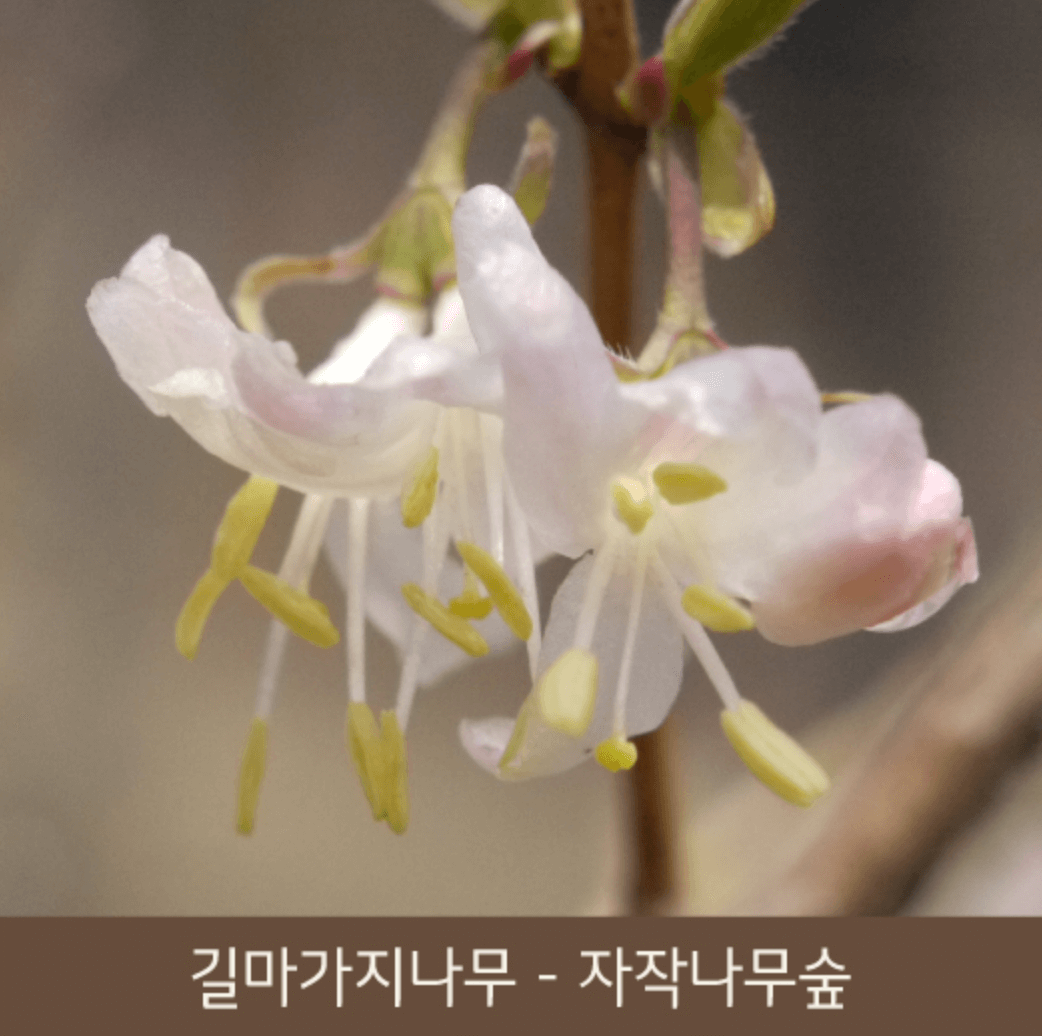 화담숲 화담채 모노레일 사전 예약&amp;#44; 할인받고 예매 하기