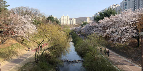서울 벚꽃 야경 명소 TOP 5, 밤 산책 코스 추천