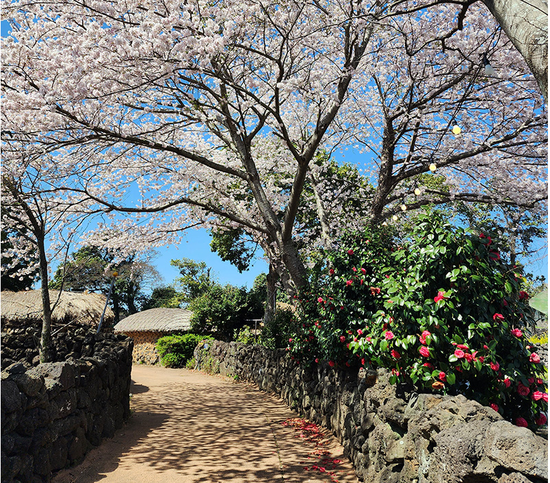 성읍민속마을 이미지