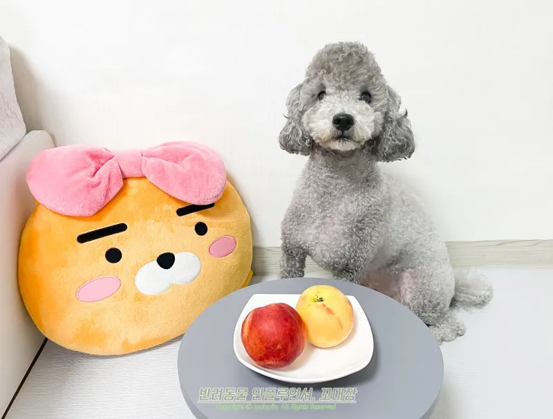 강아지 천도복숭아 먹어도 될까 안전한 급여 방법_7