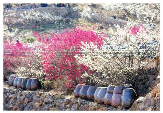 광양매화축제