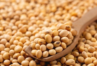 2025 파주 장단콩축제|11월 21일~24일, 파주 임진각에서 즐기는 가을 대표 먹거리 축제 관련 사진