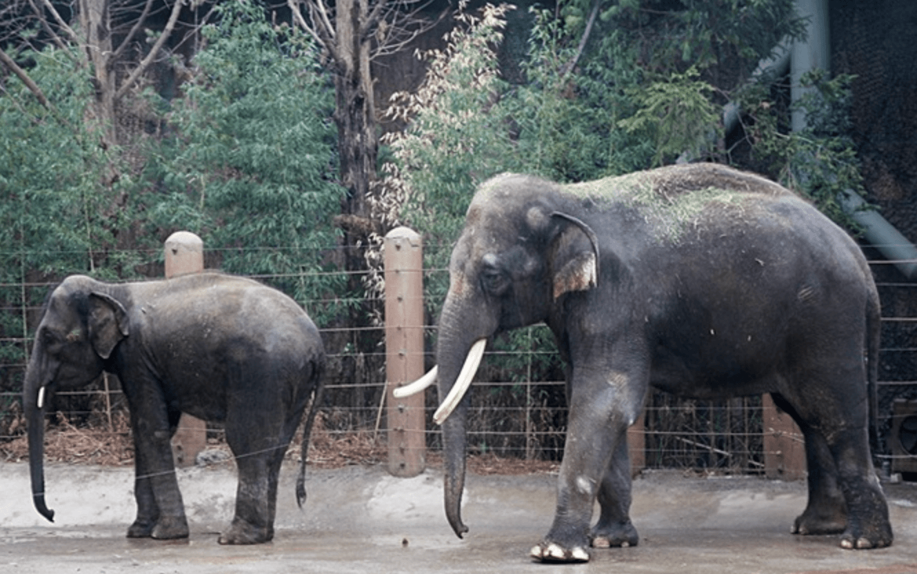 서울랜드코끼리